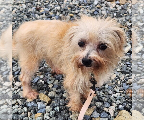Medium Photo #1 Mutt Puppy For Sale in Walnutport, PA, USA