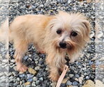 Selena - Female Mutt Dog for Adoption - Small photo