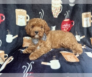 Cavapoo Puppy for sale in LAKELAND, FL, USA