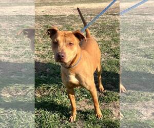 Mutt Dogs for adoption in Pryor, OK, USA