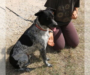 Oaks - Male German Shorthaired Shepherd Dog for Adoption - Photo #2