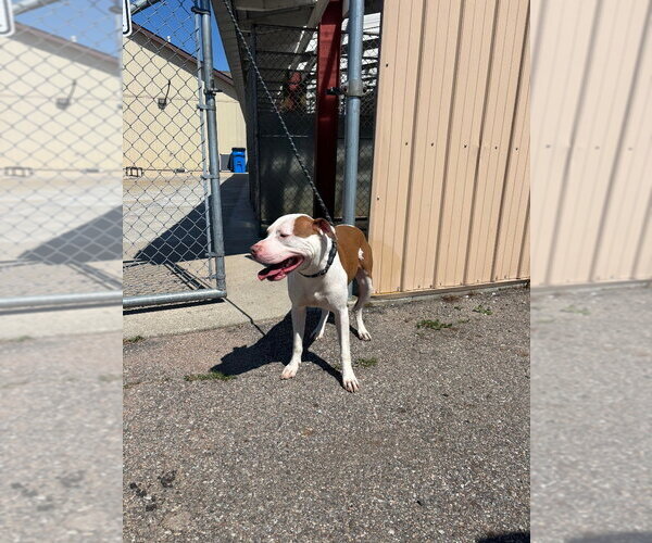 Medium Photo #1 Mutt Puppy For Sale in La Porte, IN, USA