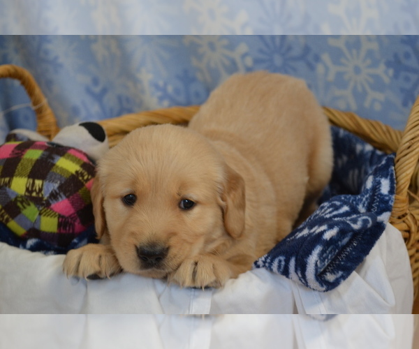 Medium Photo #20 Golden Retriever Puppy For Sale in GREENWOOD, WI, USA