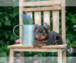 Puppy Micah Yorkshire Terrier