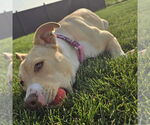 Small #30 American Pit Bull Terrier Mix