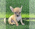 Small #1 Chihuahua