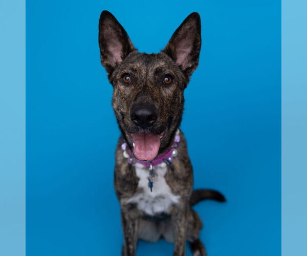 Medium Photo #12 Mutt Puppy For Sale in Fargo, ND, USA