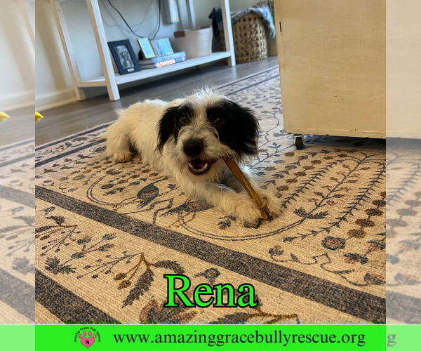 Medium Photo #5 Mutt Puppy For Sale in Pensacola, FL, USA