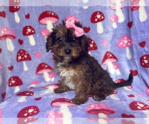 Poodle (Miniature) Puppy for sale in LAKELAND, FL, USA