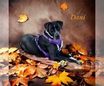 Small Photo #12 Great Dane-Unknown Mix Puppy For Sale in Bullard, TX, USA
