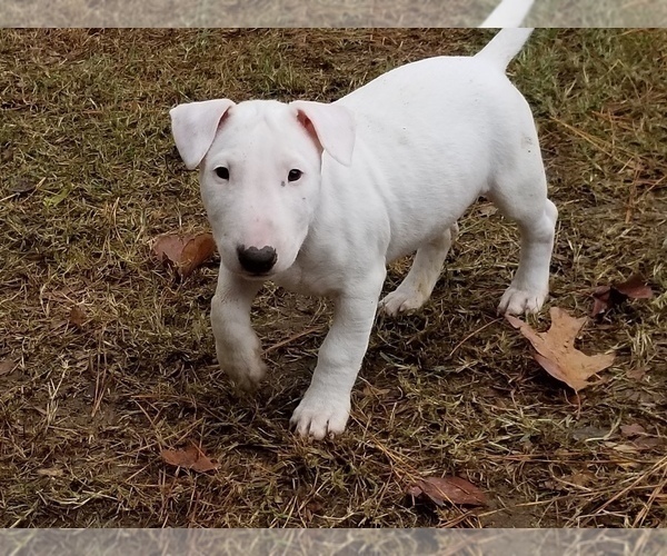 Medium Photo #4 Bull Terrier Puppy For Sale in CHESAPEAKE, VA, USA