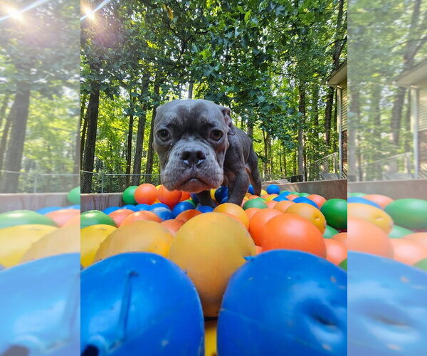 Medium Photo #3 American Bulldog-Unknown Mix Puppy For Sale in Sykesville, MD, USA