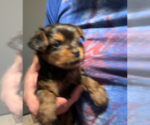 Small Photo #12 Yorkshire Terrier Puppy For Sale in PETERSBURG, IN, USA