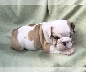 Bulldog Puppy for sale in SPARTANBURG, SC, USA