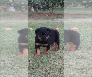 Rottweiler Puppy for sale in JURUPA VALLEY, CA, USA