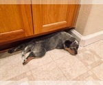 Small Photo #21 Australian Cattle Dog Puppy For Sale in PAHRUMP, NV, USA