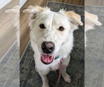 Small #22 Great Pyrenees Mix