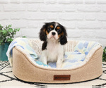 Small #5 Cavalier King Charles Spaniel
