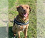 Small #12 Labrador Retriever Mix