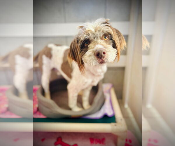 Medium Photo #2 Poodle (Miniature)-Unknown Mix Puppy For Sale in Pacolet, SC, USA