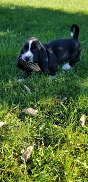 Medium Photo #1 Basset Hound Puppy For Sale in BRIMFIELD, IL, USA
