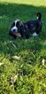 Small Photo #1 Basset Hound Puppy For Sale in BRIMFIELD, IL, USA