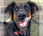 Small #20 German Shepherd Dog Mix