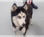 Small Siberian Husky