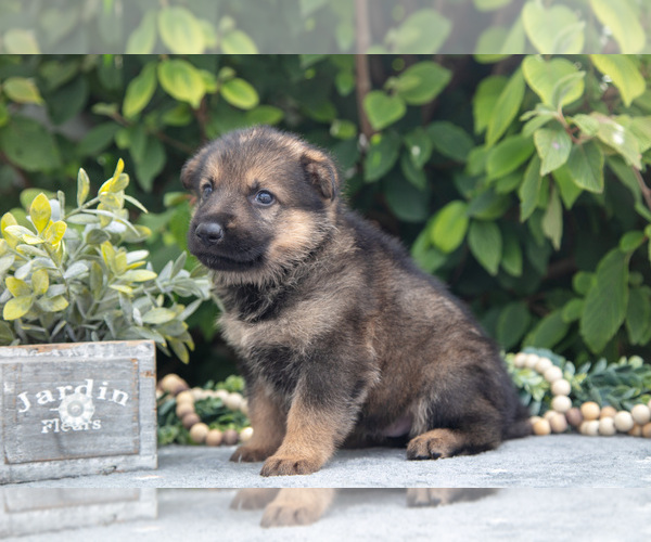 Medium Photo #4 German Shepherd Dog Puppy For Sale in SHIPSHEWANA, IN, USA