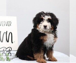 Bernedoodle (Miniature) Puppy for sale in LIVINGSTON, WI, USA