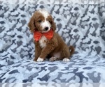 Lawton - Male Goldendoodle (Miniature) Puppy for Sale - Photo #6
