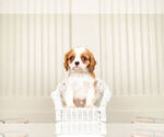 Small #1 Cavalier King Charles Spaniel