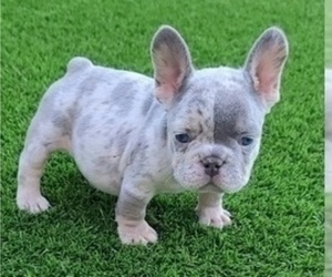 French Bulldog Puppy for sale in LAS VEGAS, NV, USA