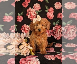 Goldendoodle (Miniature) Puppy for sale in QUARRYVILLE, PA, USA
