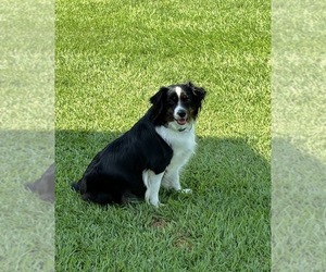 Mother of the Aussalier puppies born on 08/12/2026