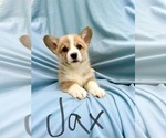 Puppy Jax Pembroke Welsh Corgi