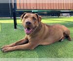 Small #1 American Pit Bull Terrier-Labrador Retriever Mix