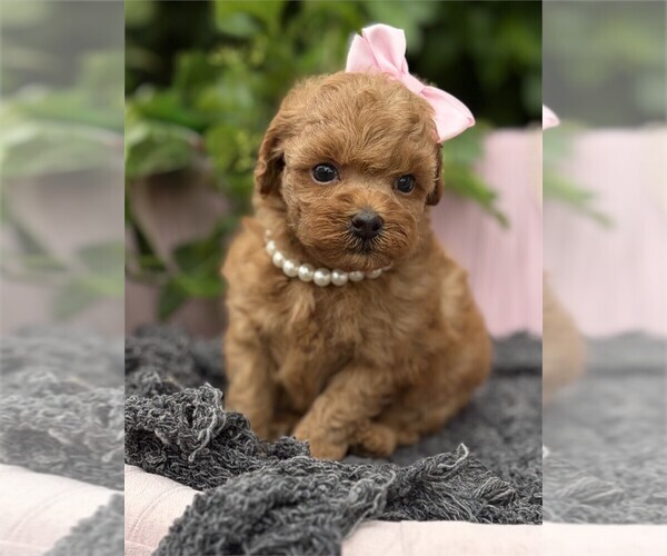 Medium Photo #3 Poodle (Toy) Puppy For Sale in TAMPA, FL, USA