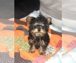Small #6 Yorkshire Terrier