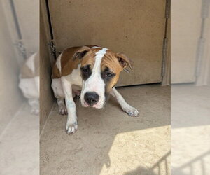 Mutt Dogs for adoption in Oklahoma City, OK, USA