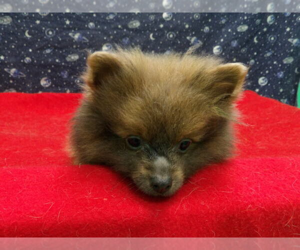 Medium Photo #4 Pomeranian Puppy For Sale in PATERSON, NJ, USA