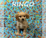 Small #2 Cavapoo