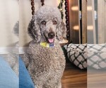 Small Photo #1 Poodle (Standard) Puppy For Sale in AIKEN, SC, USA