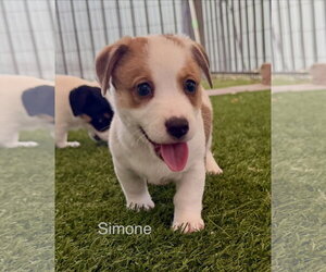 Australian Shepherd-Jack Russell Terrier Mix Dogs for adoption in Cave Creek, AZ, USA