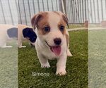 Simone - Female Australian Shepherd-Jack Russell Terrier Mix Dog for Adoption - Small photo