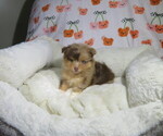 Small #3 Pomeranian
