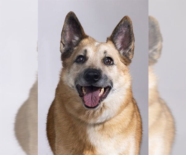 Medium Photo #2 Mutt Puppy For Sale in Ogden, UT, USA