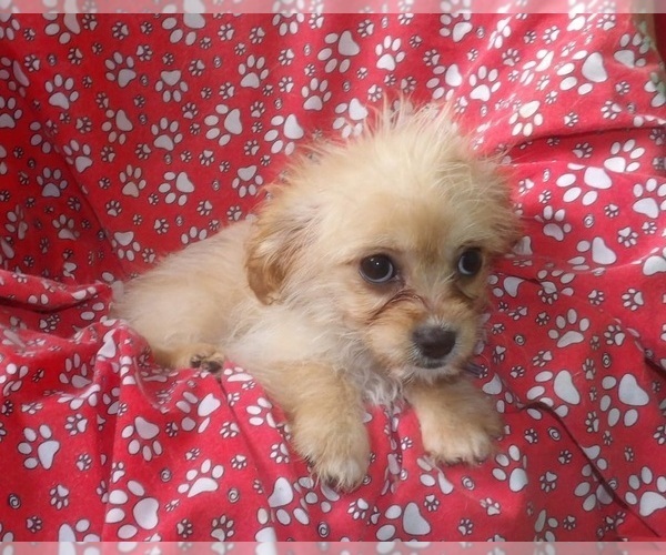 Medium Photo #3 Cavachon Puppy For Sale in PATERSON, NJ, USA