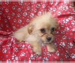 Small #2 Cavachon