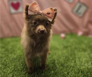 Pomeranian Puppy for sale in STUART, FL, USA